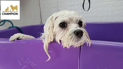 Pracownia groomingu Champion